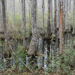 Photo #10 of 425 Kent Rd., Georgetown, SC 72.0 acres