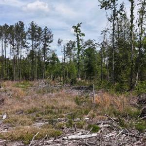 Photo #5 of TBD Hope Ct, Gresham, SC 1.2 acres