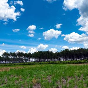 Photo #11 of TBD Hwy 9, Marion, SC 267.5 acres