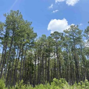 Photo #8 of TBD Hwy 9, Marion, SC 267.5 acres