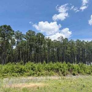 Photo #4 of TBD Hwy 9, Marion, SC 267.5 acres