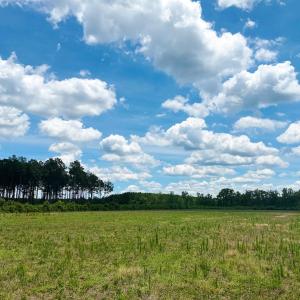 Photo #3 of TBD Hwy 9, Marion, SC 267.5 acres