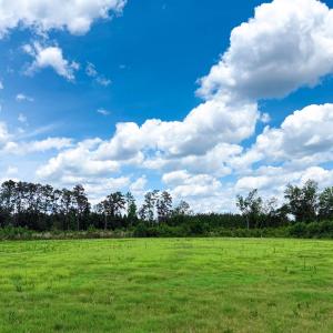 Photo #9 of TBD Hwy 9, Marion, SC 267.5 acres