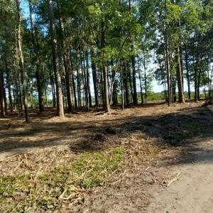 Photo #3 of 5540 York Rd, Marion, SC 0.6 acres