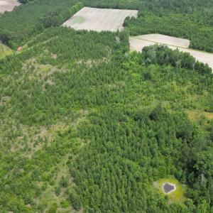 Photo #18 of TBD Church Rd., Green Sea, SC 74.0 acres