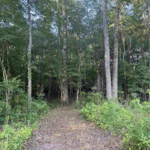 Photo #12 of 0.80 Acres-TBD Cantley Landing Rd., Andrews, SC 0.8 acres