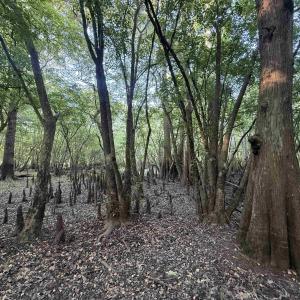 Photo #11 of 0.80 Acres-TBD Cantley Landing Rd., Andrews, SC 0.8 acres