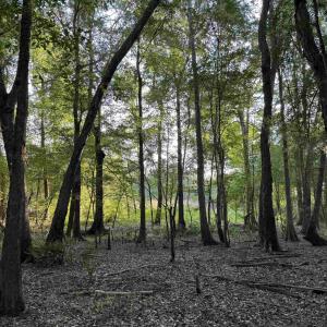 Photo #9 of 0.80 Acres-TBD Cantley Landing Rd., Andrews, SC 0.8 acres