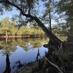 Photo #10 of 0.80 Acres-TBD Cantley Landing Rd., Andrews, SC 0.8 acres