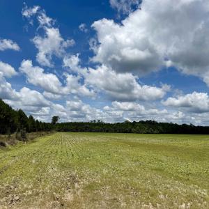Photo #25 of 83.03 Acres - Birch Creek Rd., Andrews, SC 83.0 acres