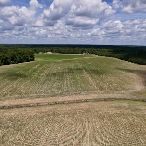 Photo #9 of 83.03 Acres - Birch Creek Rd., Andrews, SC 83.0 acres