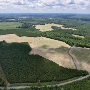 Photo #14 of 83.03 Acres - Birch Creek Rd., Andrews, SC 83.0 acres