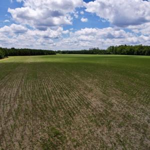 Photo #15 of 83.03 Acres - Birch Creek Rd., Andrews, SC 83.0 acres