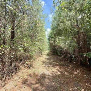 Photo #22 of 83.03 Acres - Birch Creek Rd., Andrews, SC 83.0 acres