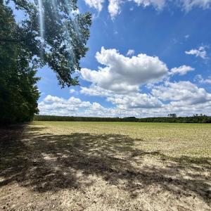 Photo #23 of 83.03 Acres - Birch Creek Rd., Andrews, SC 83.0 acres