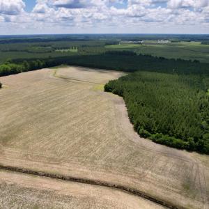 Photo #6 of 83.03 Acres - Birch Creek Rd., Andrews, SC 83.0 acres
