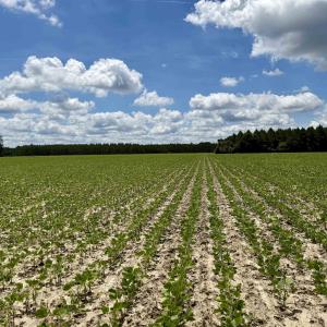 Photo #19 of 83.03 Acres - Birch Creek Rd., Andrews, SC 83.0 acres