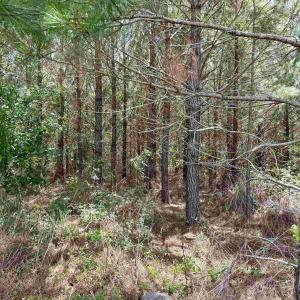 Photo #18 of 83.03 Acres - Birch Creek Rd., Andrews, SC 83.0 acres