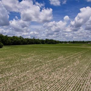 Photo #12 of 83.03 Acres - Birch Creek Rd., Andrews, SC 83.0 acres