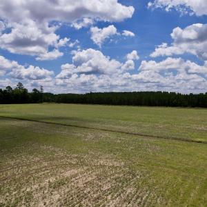 Photo #7 of 83.03 Acres - Birch Creek Rd., Andrews, SC 83.0 acres