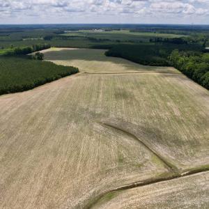 Photo #5 of 83.03 Acres - Birch Creek Rd., Andrews, SC 83.0 acres