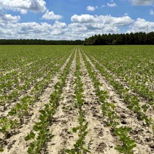 Photo #20 of 83.03 Acres - Birch Creek Rd., Andrews, SC 83.0 acres