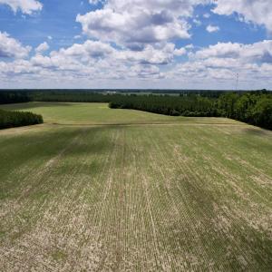 Photo #16 of 83.03 Acres - Birch Creek Rd., Andrews, SC 83.0 acres