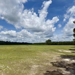 Photo #24 of 83.03 Acres - Birch Creek Rd., Andrews, SC 83.0 acres