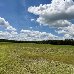 Photo #21 of 83.03 Acres - Birch Creek Rd., Andrews, SC 83.0 acres