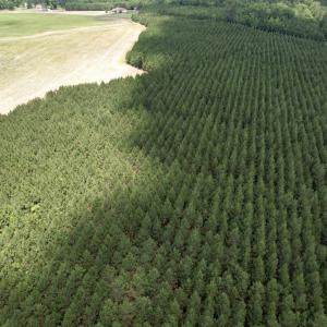Photo #13 of 83.03 Acres - Birch Creek Rd., Andrews, SC 83.0 acres