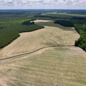 Photo #1 of 83.03 Acres - Birch Creek Rd., Andrews, SC 83.0 acres