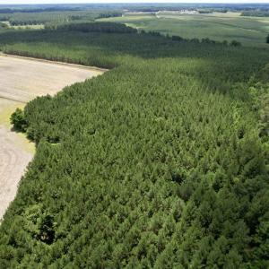 Photo #8 of 83.03 Acres - Birch Creek Rd., Andrews, SC 83.0 acres