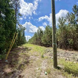 Photo #17 of 83.03 Acres - Birch Creek Rd., Andrews, SC 83.0 acres
