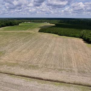Photo #10 of 83.03 Acres - Birch Creek Rd., Andrews, SC 83.0 acres