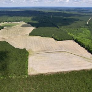 Photo #11 of 83.03 Acres - Birch Creek Rd., Andrews, SC 83.0 acres