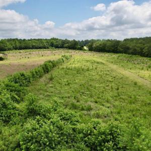 Photo #31 of Powell Rd., Green Sea, SC 69.0 acres