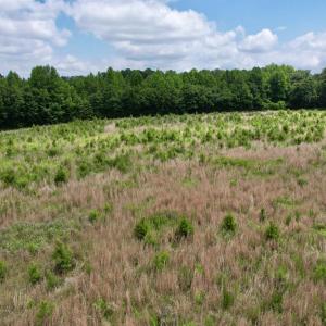 Photo #26 of Powell Rd., Green Sea, SC 69.0 acres