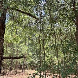 Photo #3 of TBD Ervin Road Ervin Rd., Andrews, SC 1.3 acres