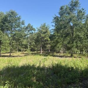 Photo #5 of 491 Crow Ln., Pageland, SC 60.0 acres