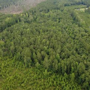 Photo #6 of Lot A Fries Bay Rd., Loris, SC 27.1 acres