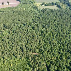 Photo #16 of 101.49 Acres - Epps Rd., New Zion, SC 101.5 acres