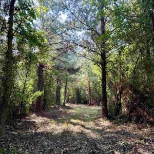 Photo #7 of 101.49 Acres - Epps Rd., New Zion, SC 101.5 acres
