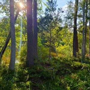 Photo #25 of 67 Ricefield Pl., Georgetown, SC 0.5 acres