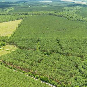 Photo #1 of TBD Ten Acre Rd., Andrews, SC 60.9 acres
