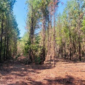 Photo #5 of 18.3 Acres - Turkey Ln, Kingstree, SC 18.3 acres