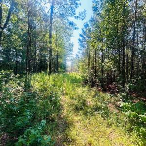 Photo #3 of 18.3 Acres - Turkey Ln, Kingstree, SC 18.3 acres