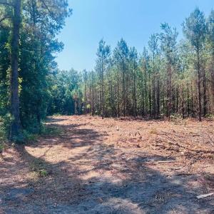 Photo #4 of 18.3 Acres - Turkey Ln, Kingstree, SC 18.3 acres