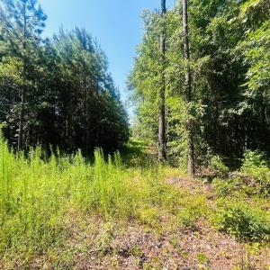 Photo #7 of 18.3 Acres - Turkey Ln, Kingstree, SC 18.3 acres