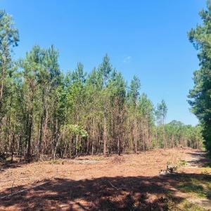 Photo #6 of 18.3 Acres - Turkey Ln, Kingstree, SC 18.3 acres