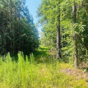 Photo #9 of 18.3 Acres - Turkey Ln, Kingstree, SC 18.3 acres